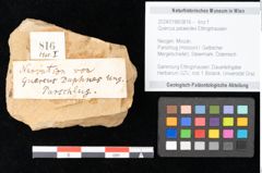 Foto (Objekt + Etikett) von Quercus palaeoilex Ettingshausen (NHMW-GEO-2024-0188-0816)